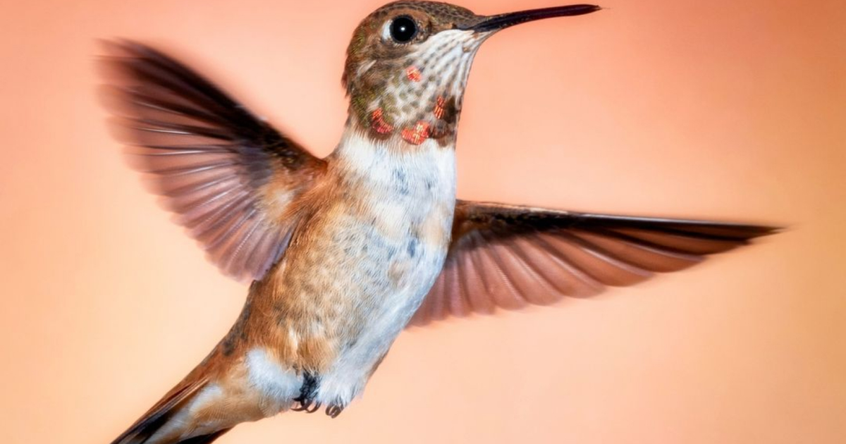 Picture of a Hummingbird - 
