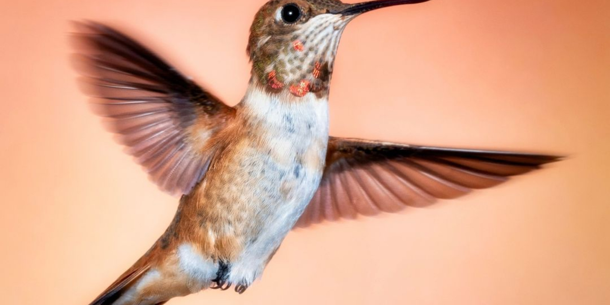 Picture of a Hummingbird - 