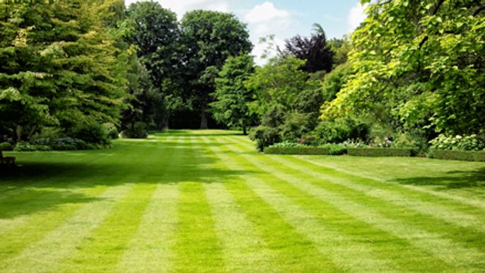 A lush stripy lawn - how to repair a patchy lawn