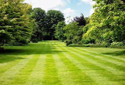 A lush stripy lawn - how to repair a patchy lawn