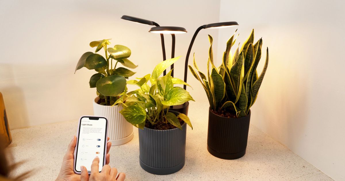 White, grey, and black plant pots next to each other with small black lamps over the top and someone controlling them on a phone.