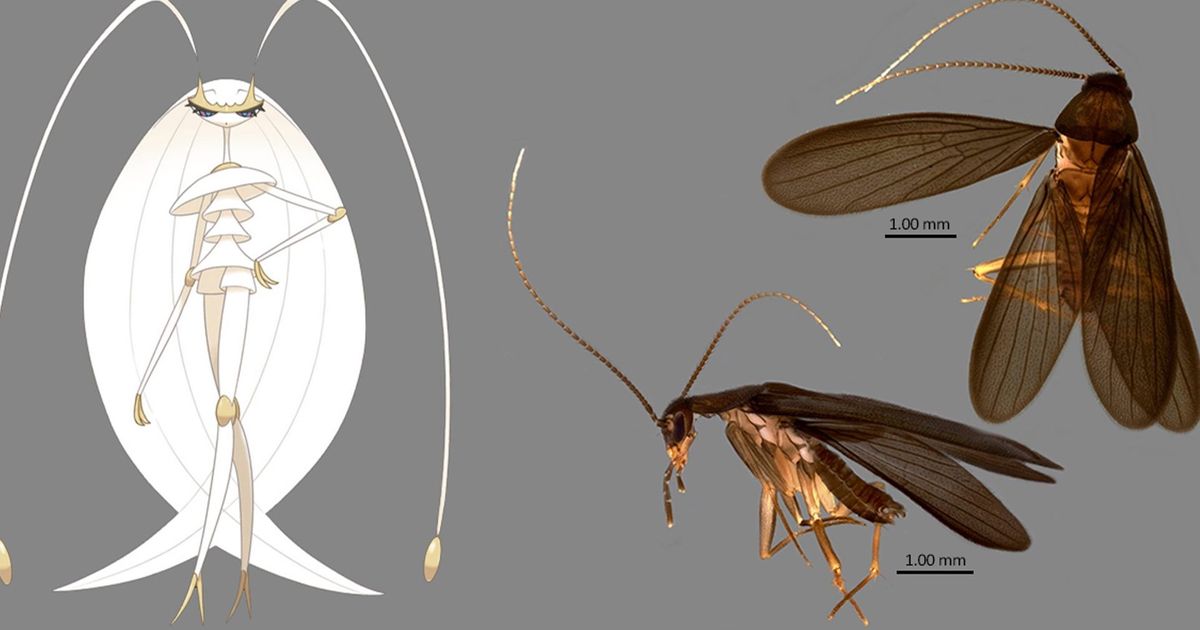 new cockroach species was named after a pokemon