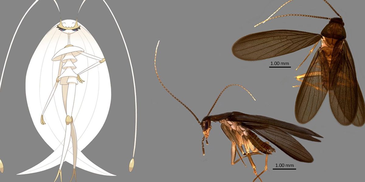 new cockroach species was named after a pokemon