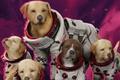starfield pets may let you keep your very own cosmo dog