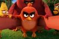 Sega acquiring angry birds developer bird being launched