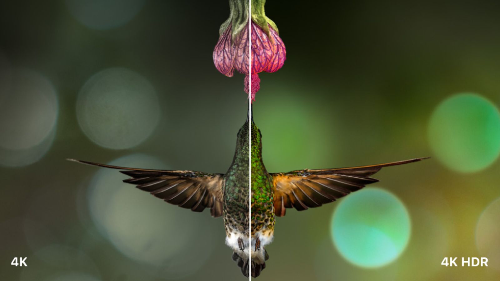 Image of a bird eating from a pink flower shown in 4K and 4K HDR.