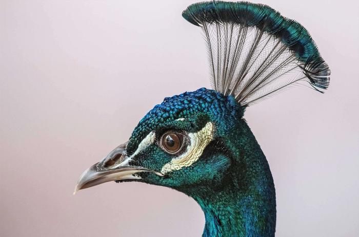 Upscaled picture of a peacock - best AI image upscale