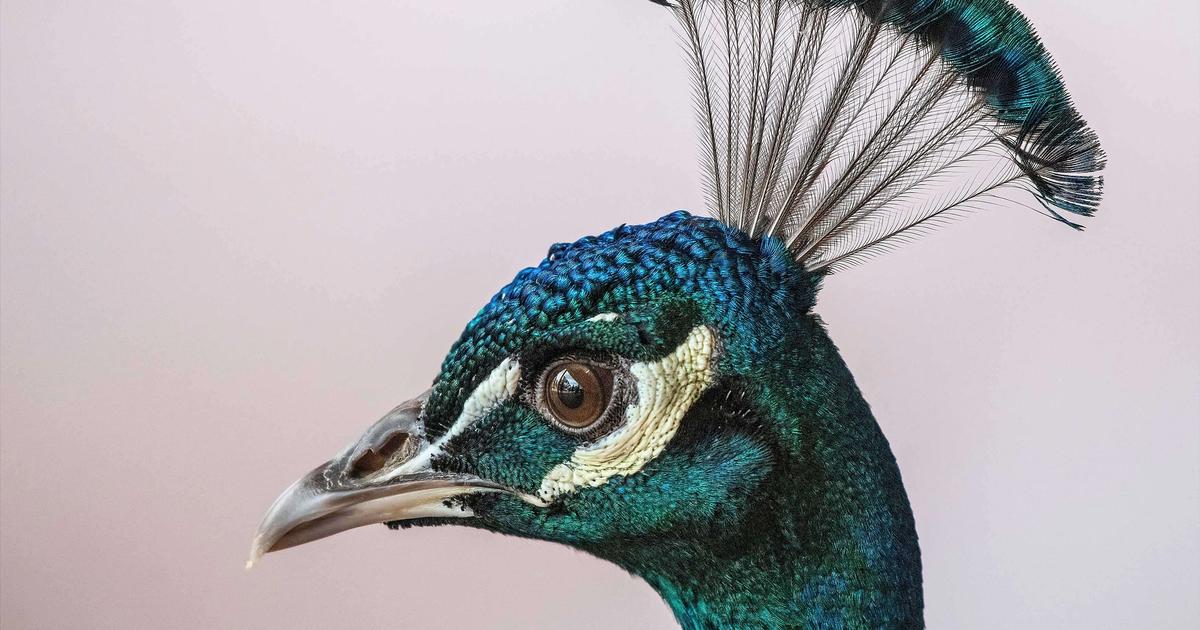 Upscaled picture of a peacock - best AI image upscale