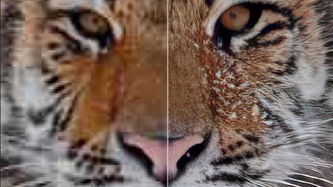 A tiger's face being edited in Topaz Phot AI - Topaz labs can't install