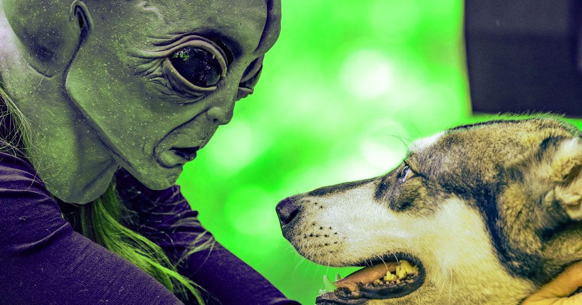A totally real alien that the government has interacting with a dog 